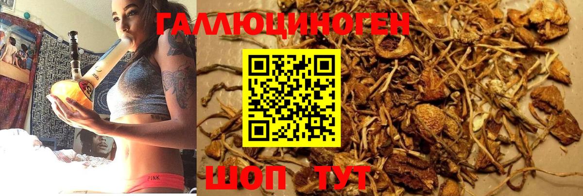 Псилоцибиновые грибы Psilocybine cubensis Вольск